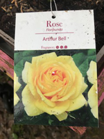 Rose - Arthur Bell